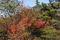 fall 037
